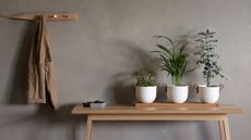 Indoor plants