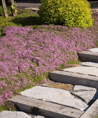 Pink flowering thyme lawn area next to stone steps