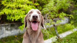 why do dogs eat poop? Close up of panting dog with eyes shut