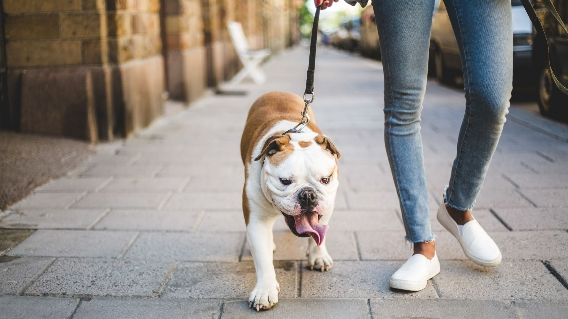 Woman walking with English Bulldog