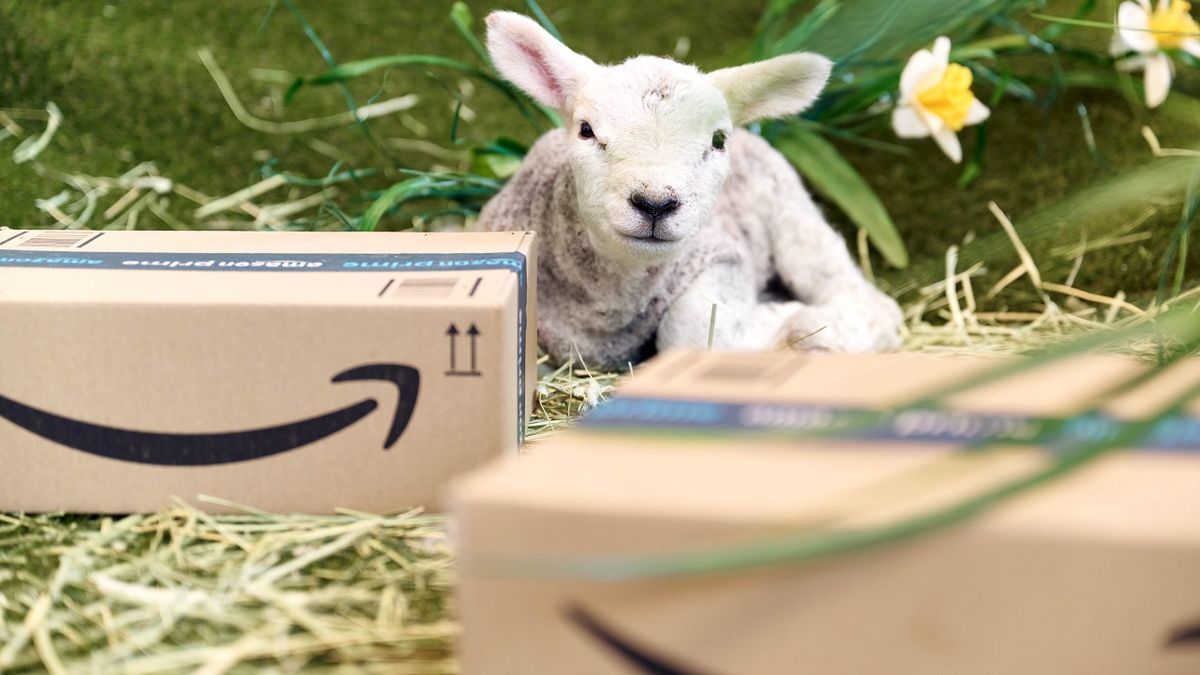 A goat sitting in a green field next to two brown Amazon packages