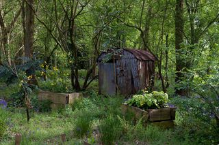 shed-bluebell-wood-garden