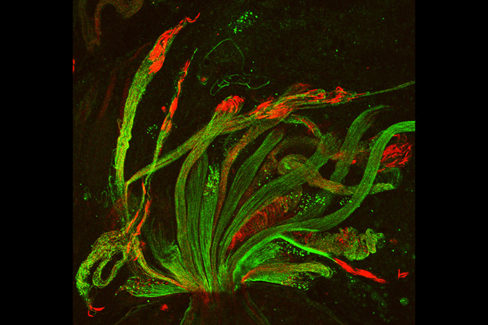 fruit fly spermatids start out as bouquets of interconnected cells