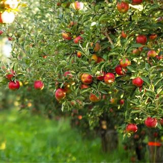 Dwarf Gala Apple Tree