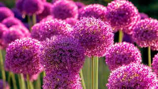 How and when to plant allium bulbs