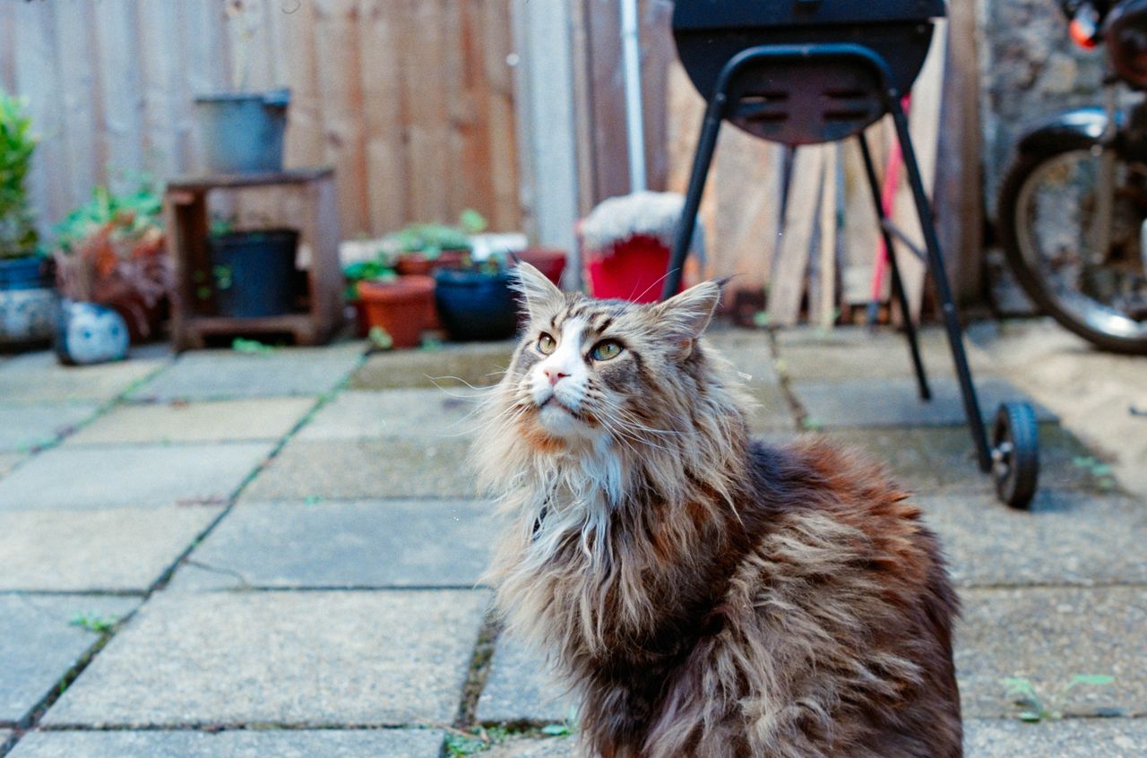 Scanned and digitized film image, using Valoi Easy 35 Pro V2 and Negative Lab Pro Lightroom plugin. Image shows a cat looking upward in a garden patio