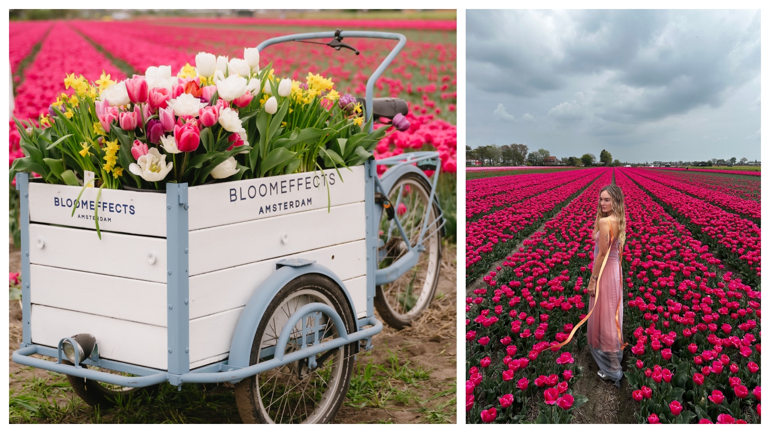 bloomeffects flower cart and hannah baxter standing in a field of pink tulips