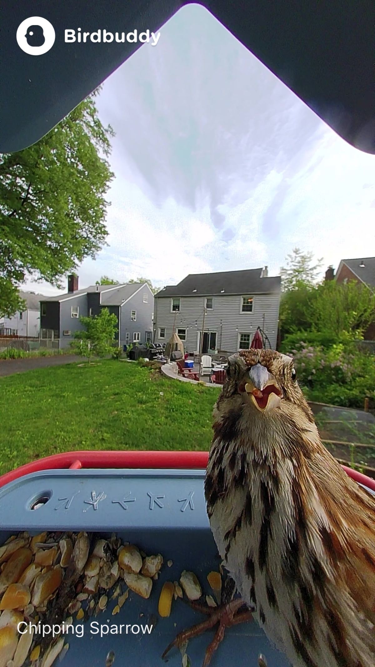 Photos of birds taken with the BirdBuddy Home