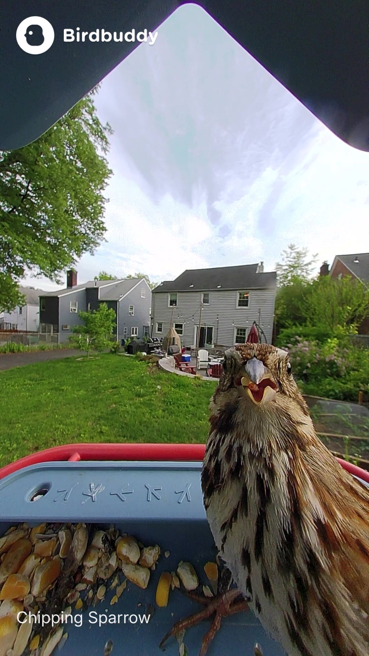 Photos of birds taken with the BirdBuddy Home