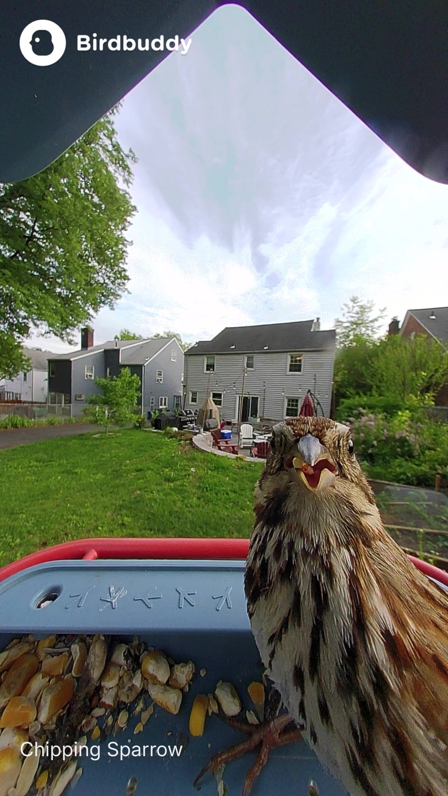 Photos of birds taken with the BirdBuddy Home