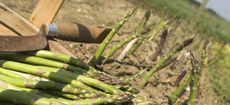 asparagus