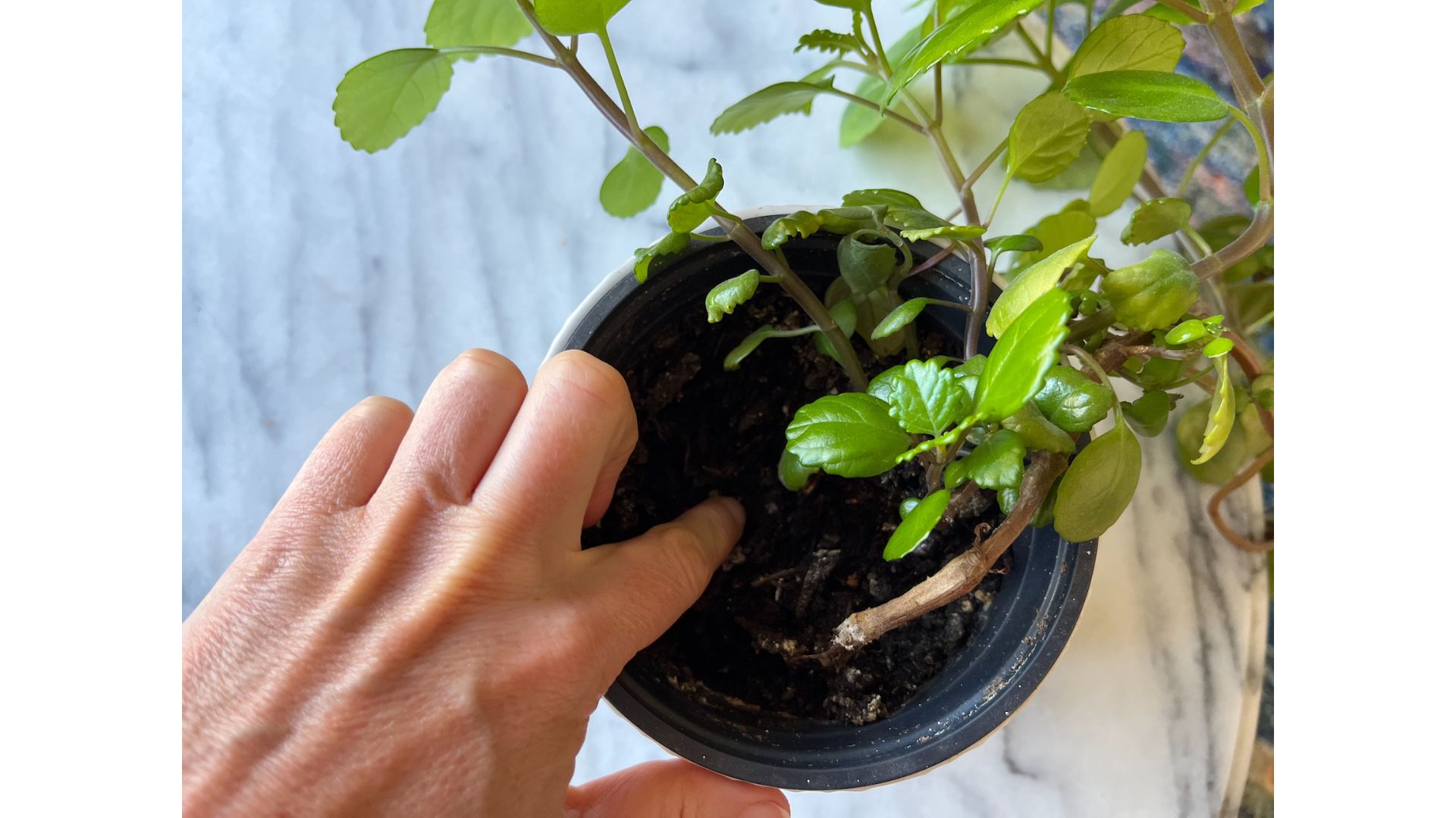 Ella's hand checking the soil of a houseplant