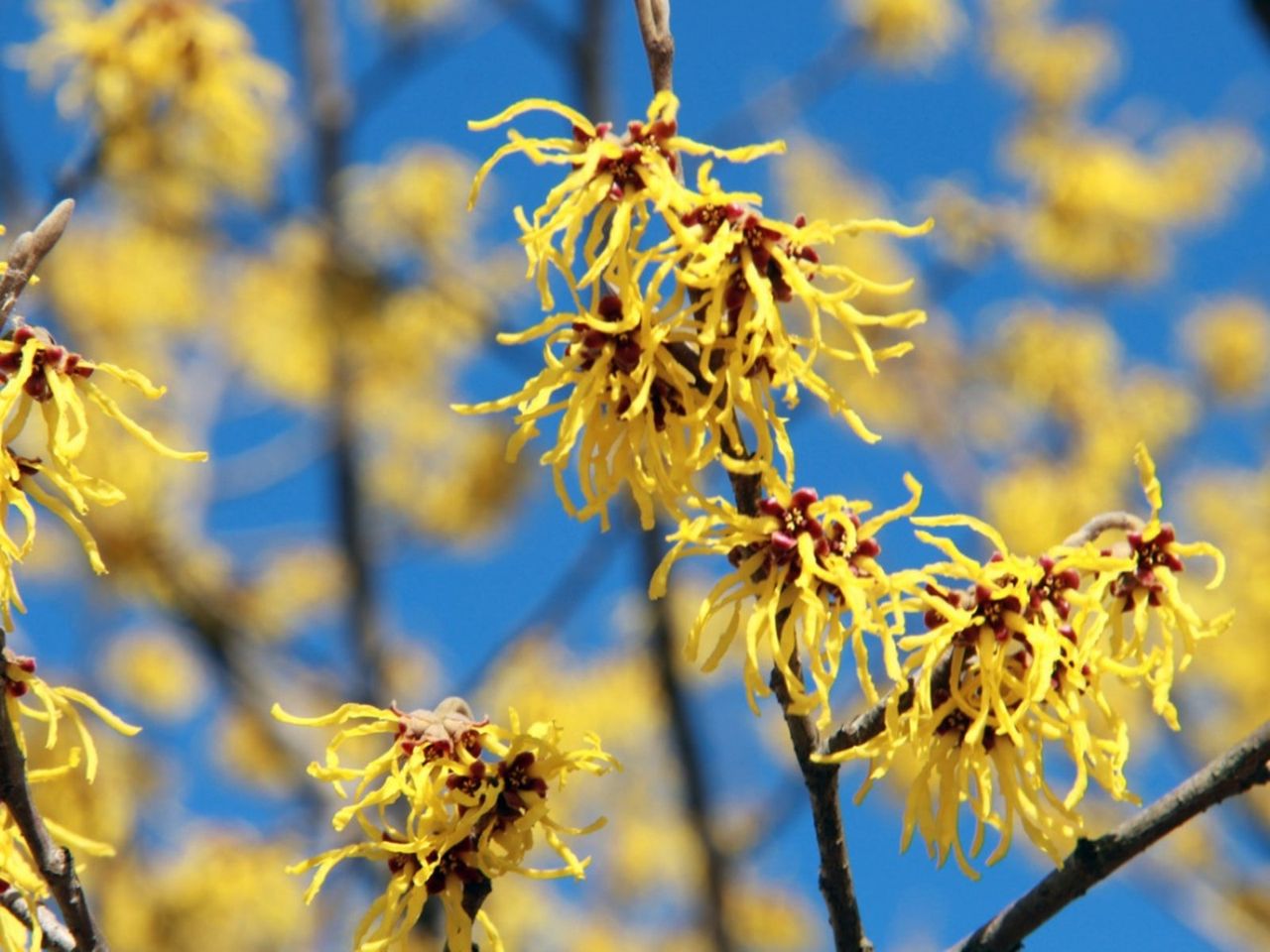 Yellow Stringy Witch Hazel Bush