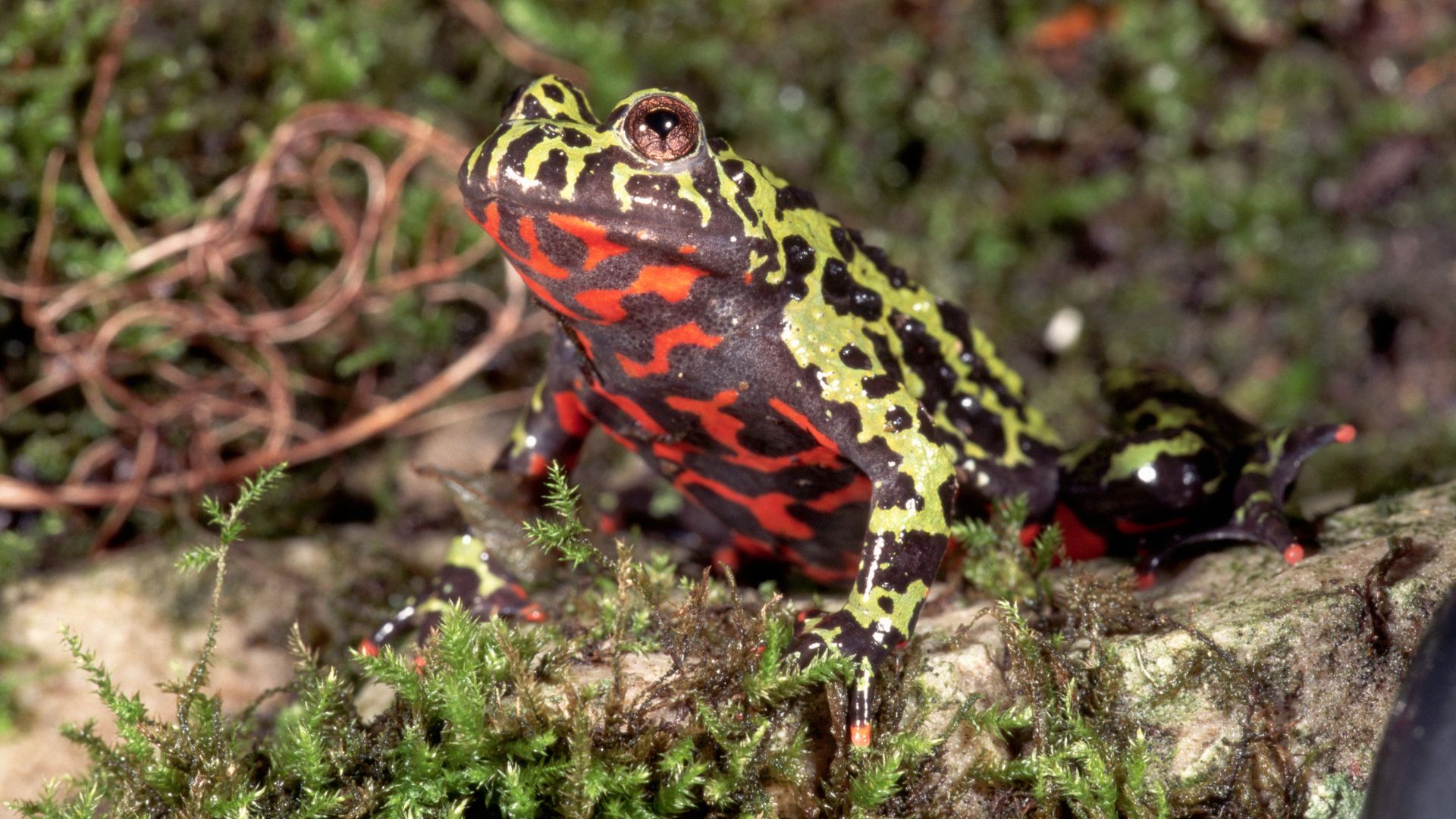 Fire-Bellied Toad