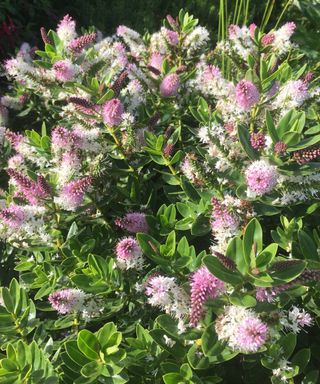 butterfly garden Hebe ‘Oratia Beauty’ AGM flowering in summer border