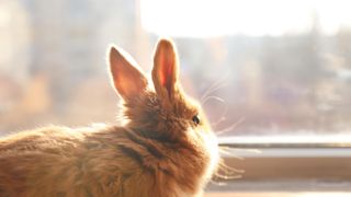 Rabbit on sunny window sill