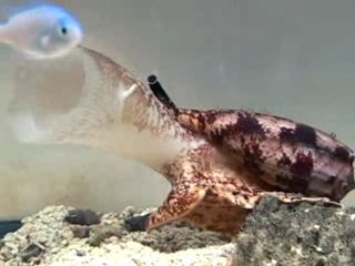 cone snail with fish
