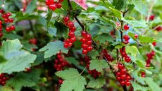 Red currant bush