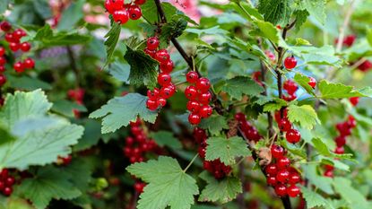 Red currant bush