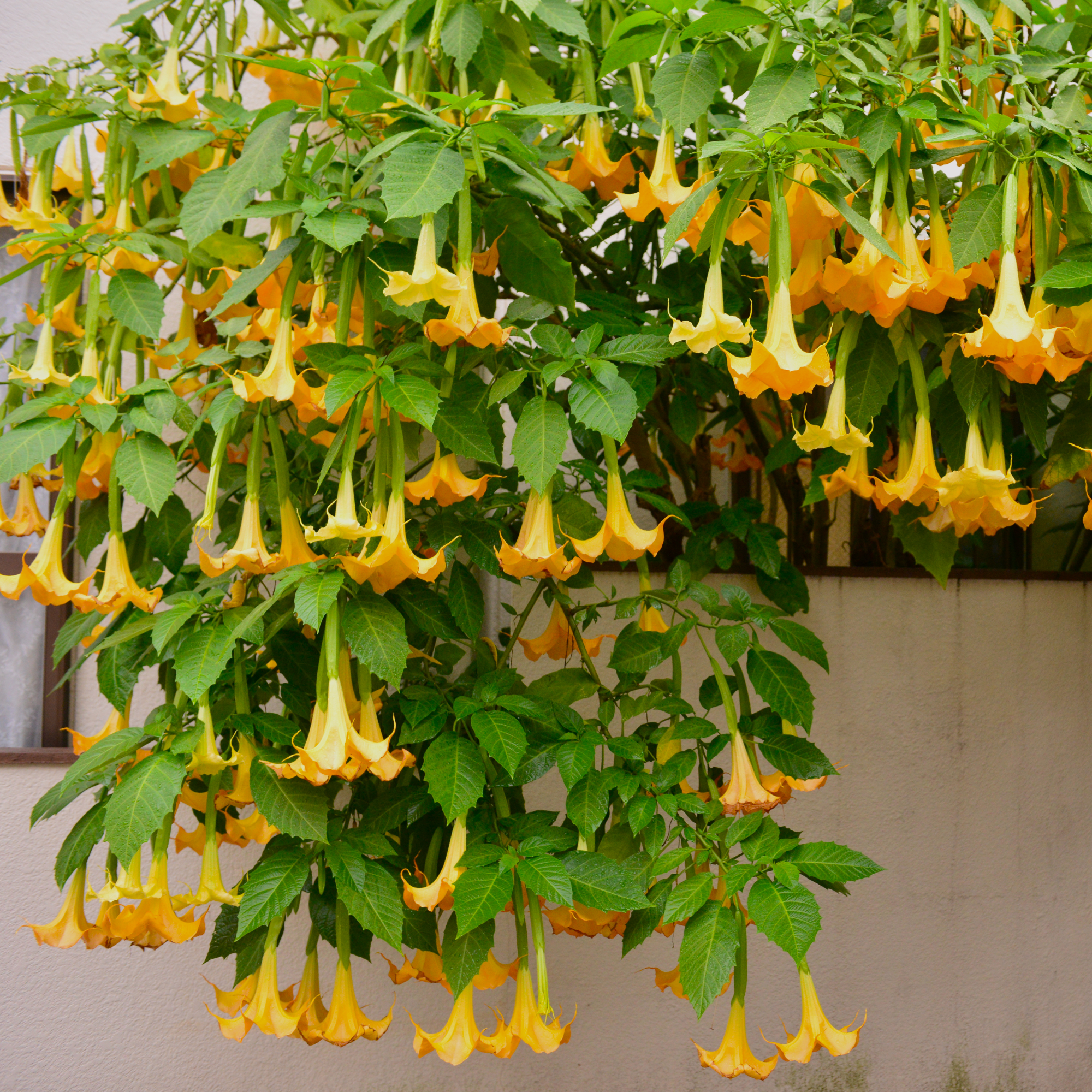 angels trumpet plant on patio 