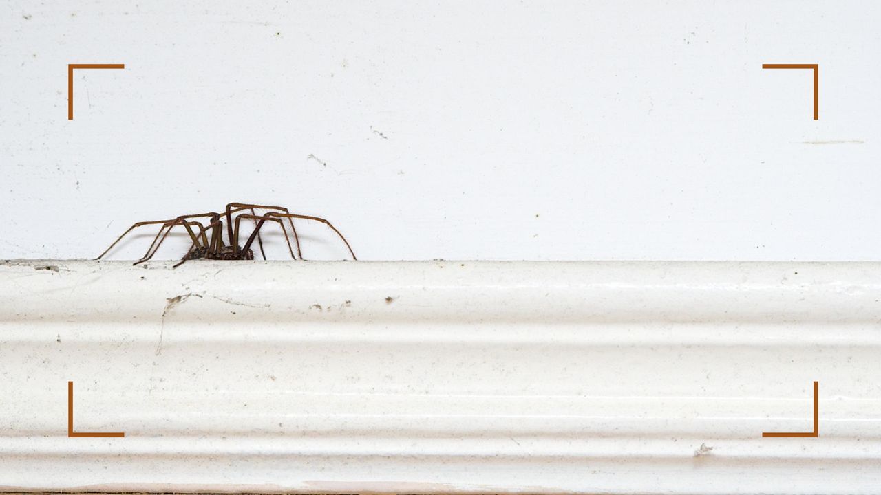 Spider on skirting board to support expert tips for how to get rid of spiders in the house