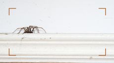 Spider on skirting board to support expert tips for how to get rid of spiders in the house