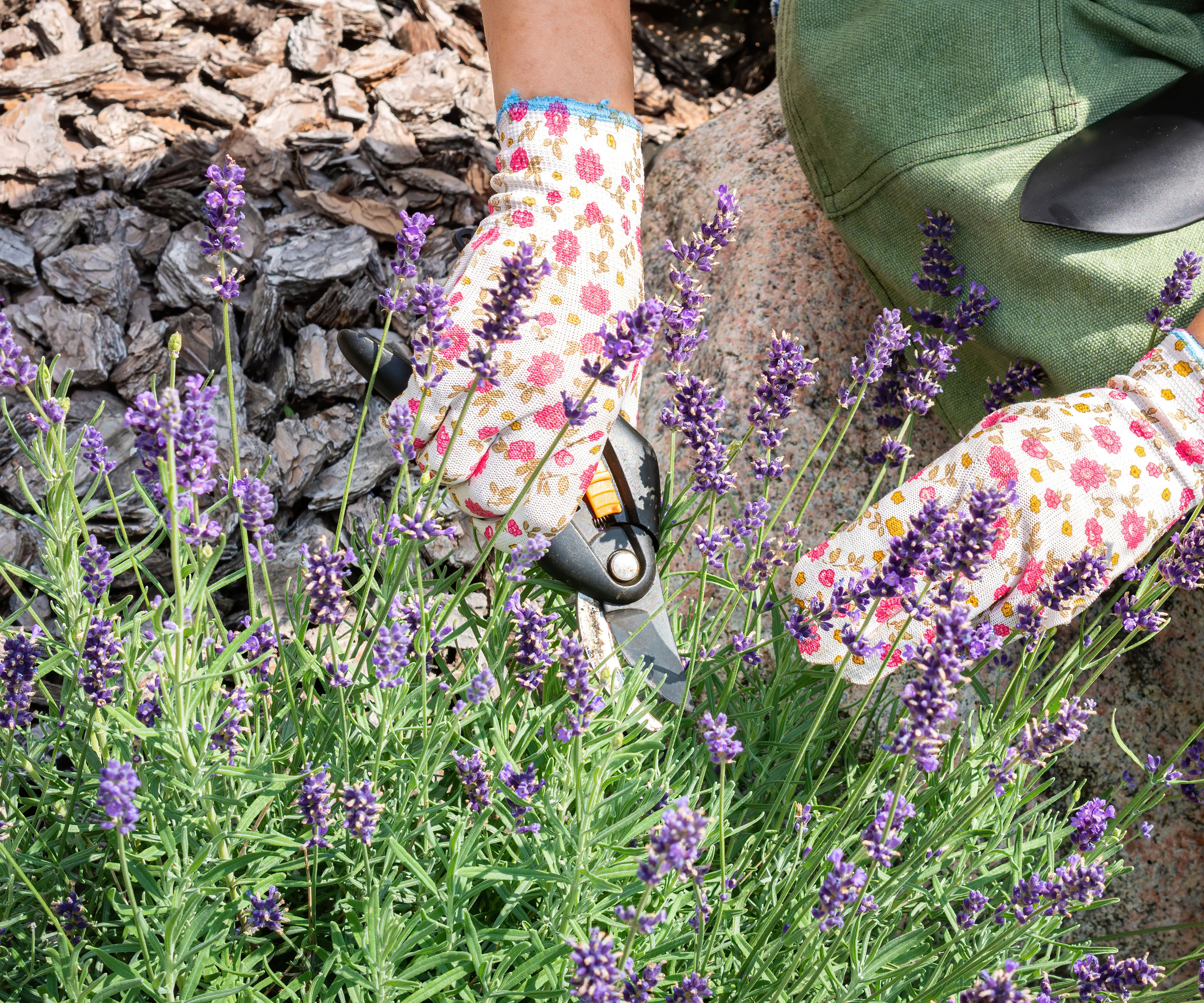 woman deadheading lavender while wearing gloves