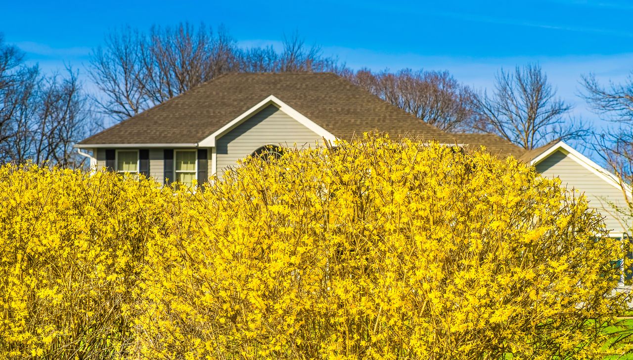 Forsythia hedge in front of a property