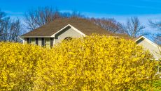 Forsythia hedge in front of a property