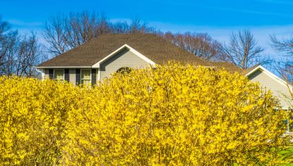 Forsythia hedge in front of a property