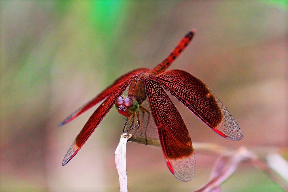 A blood-red dragonfly to depict the WPA3 protocol vulnerabilities