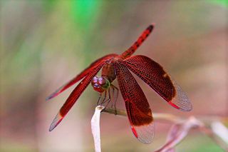 A blood-red dragonfly to depict the WPA3 protocol vulnerabilities
