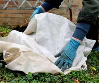 Using horticultural fleece to protect a rose plant