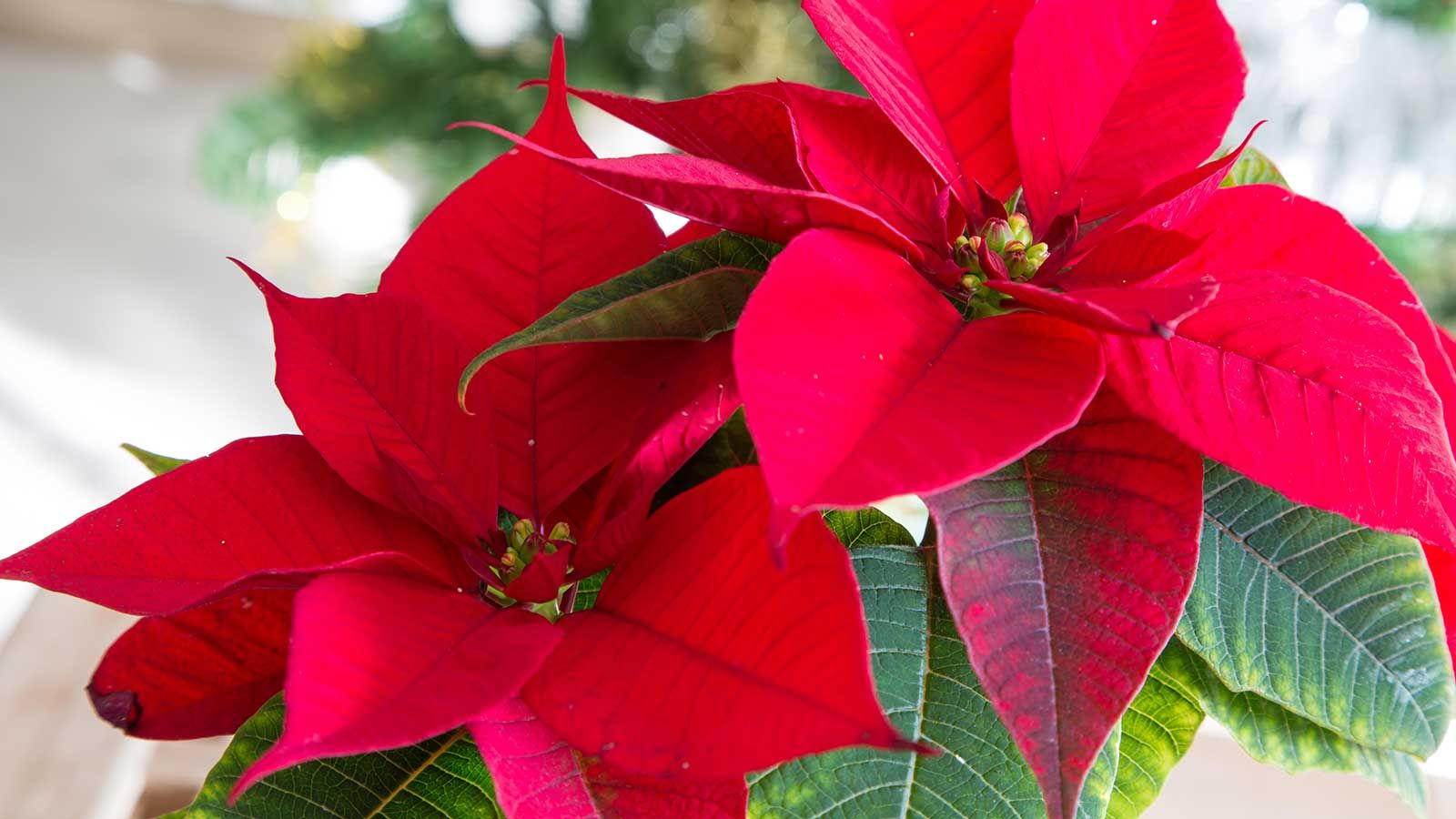 A Feng Shui Expert Says Poinsettias Have the Power to 'Enhance Love and Warmth' For the Holidays – So Long as You Place Them in This Part of the Home