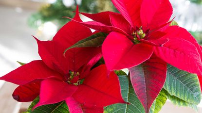 close-up of red poinsettia indoors