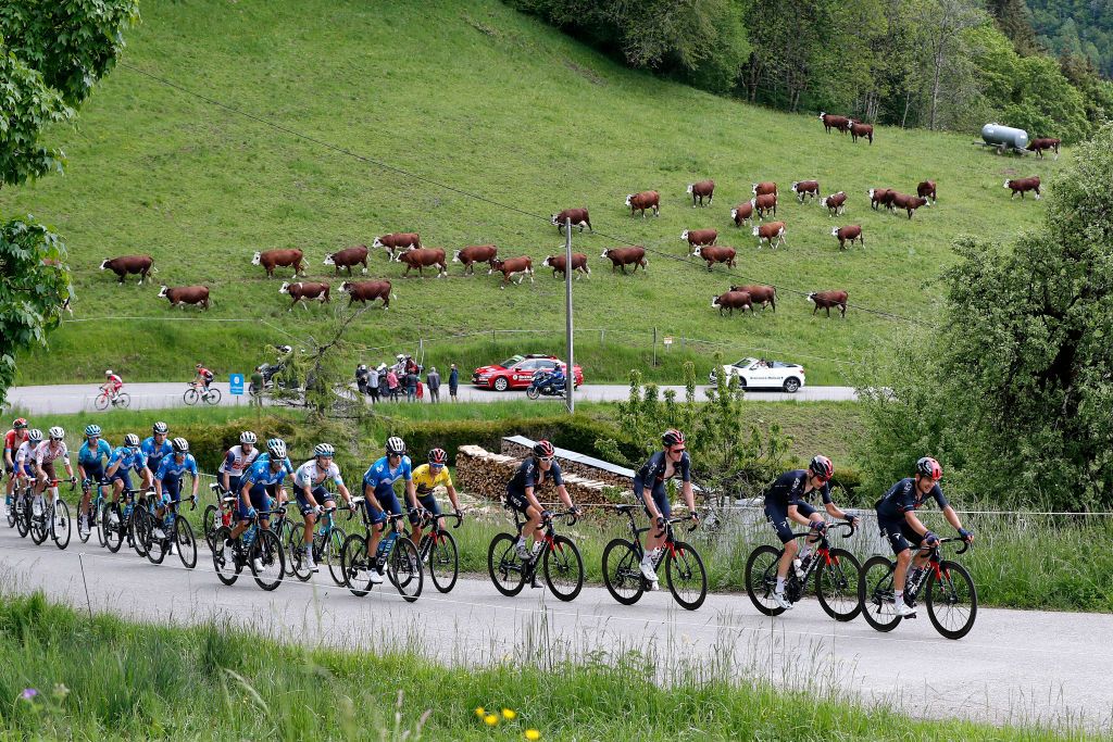 LES GETS FRANCE JUNE 06 Alejandro Valverde Belmonte of Spain and Movistar Team Alexey Lutsenko of Kazahkstan and Team Astana Premier Tech Carlos Verona Quintanilla of Spain and Movistar Team Richie Porte of Australia Yellow Leader Jersey Geraint Thomas of The United Kingdom Tao Geoghegan Hart of United Kingdom Carlos Rodriguez Cano of Spain Michal Kwiatkowski of Poland and Team INEOS Grenadiers The Peloton during the 73rd Critrium du Dauphin 2021 Stage 8 a 147km stage from La LchreLesBains to Les Gets 1160m Cows Landscape UCIworldtour Dauphin dauphine on June 06 2021 in Les Gets France Photo by Bas CzerwinskiGetty Images