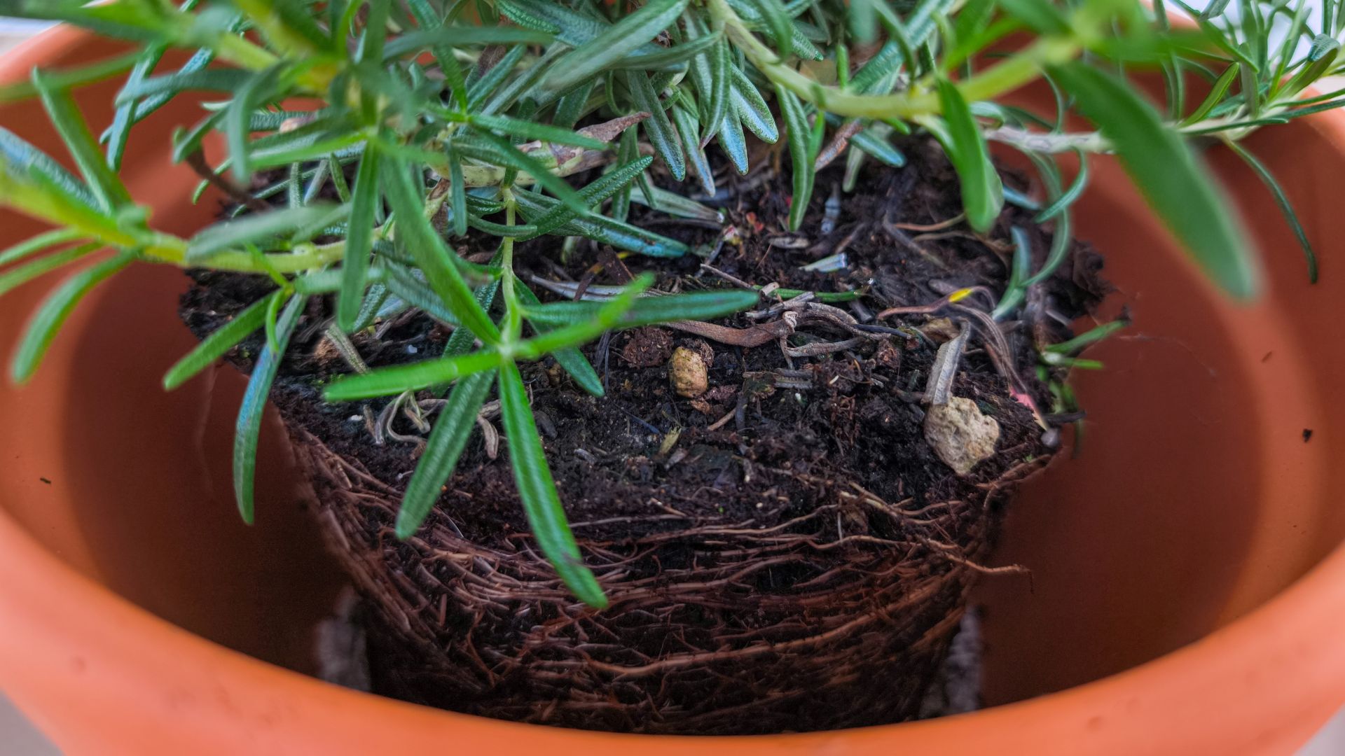 picture of rosemary plant root ball in a terracotta pot