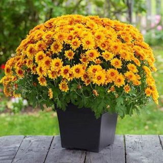 Amazon Chrysanthemum