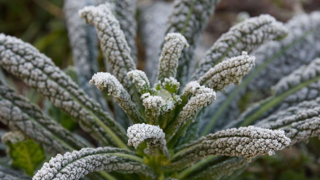 Frozen cavolo nero plant