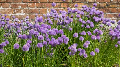 Chives growing in a walled garden