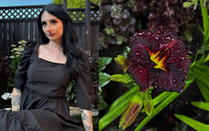 A split screen of Chloe Hurst (L) and a close-up of a black magic daylily (R)