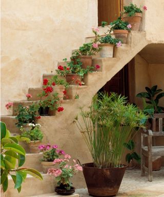 Garden steps with planting