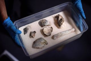 Fragments of Luzia, the oldest human fossil found in Brazil