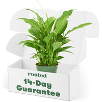 Rooted Spath Peace Lily: $21 @ Amazon