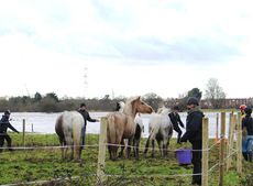 Christchurch-flood-horses-2.jpg