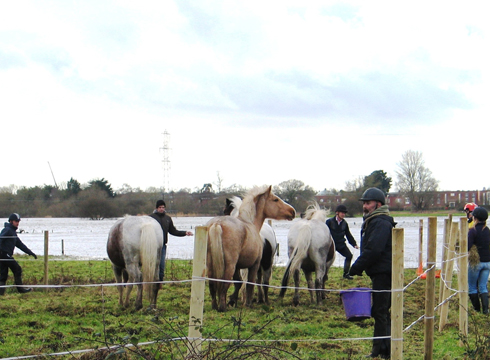 Christchurch-flood-horses-2.jpg