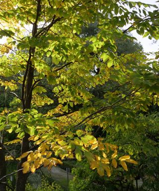 A yellowwood tree turning yellow in the fall