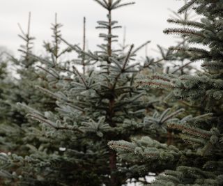 Christmas trees to choose from at a farm