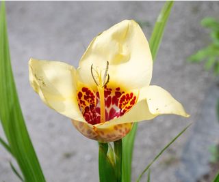 Peacock tiger flower