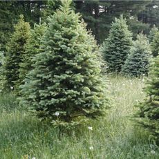 christmas trees outside in woods